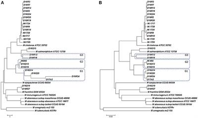 Characterization of Mycobacterium chelonae-Like Strains by Comparative Genomics